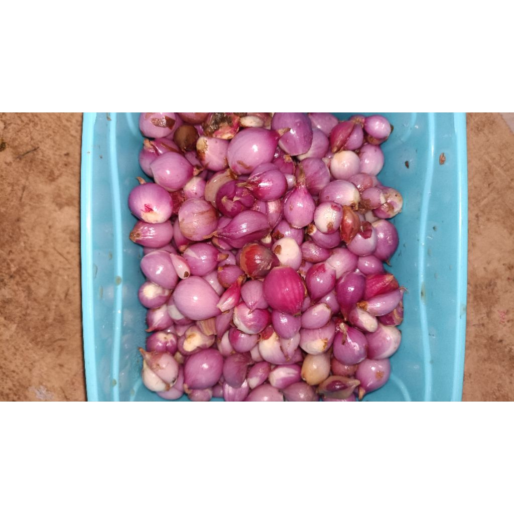 BAWANG MERAH KUPAS BAWANG PUTIH KUPAS