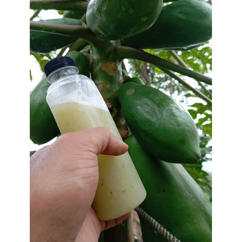 getah pepaya original 250ml