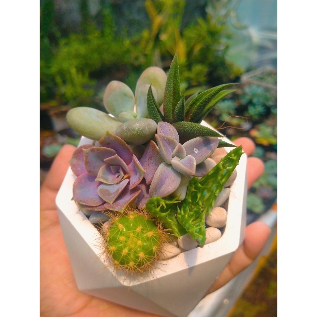 kaktus mini dan pot semen lengkap media batu