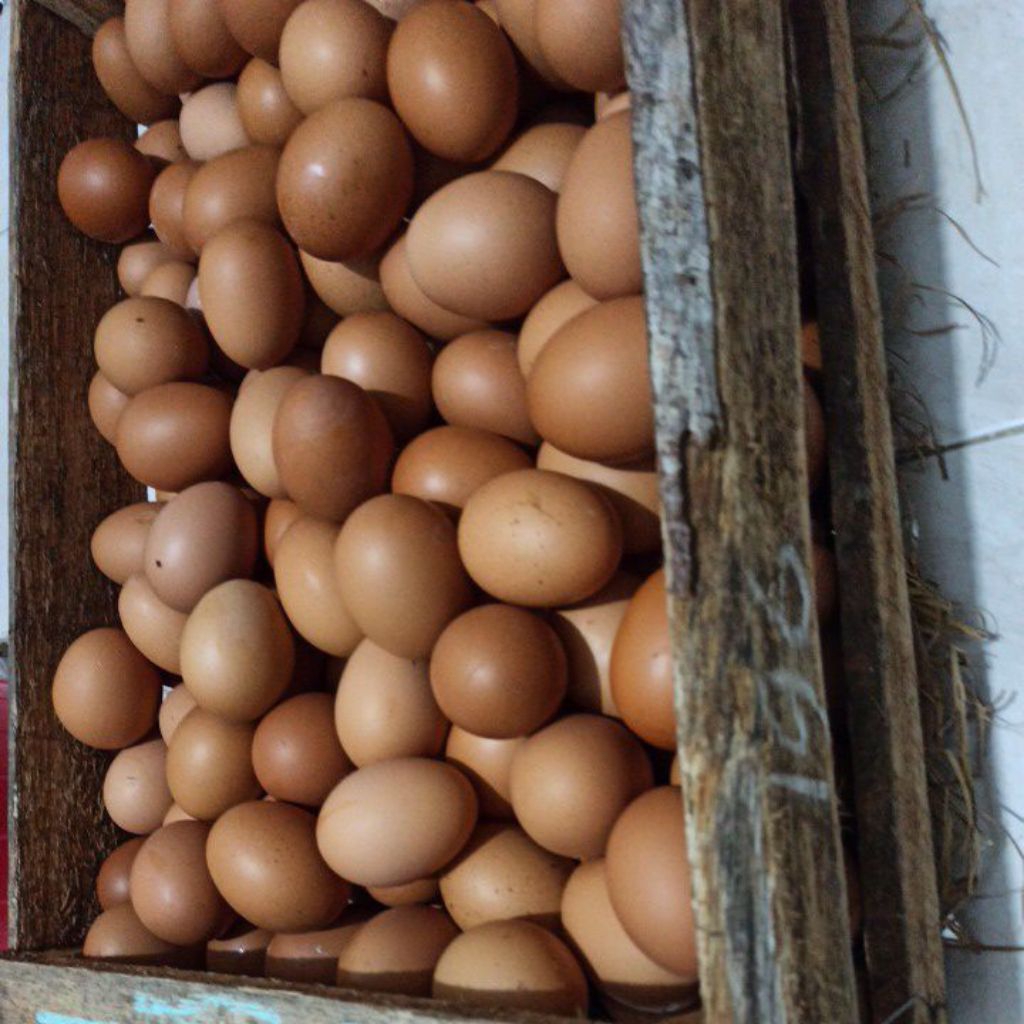 Telur Ayam 1 kg