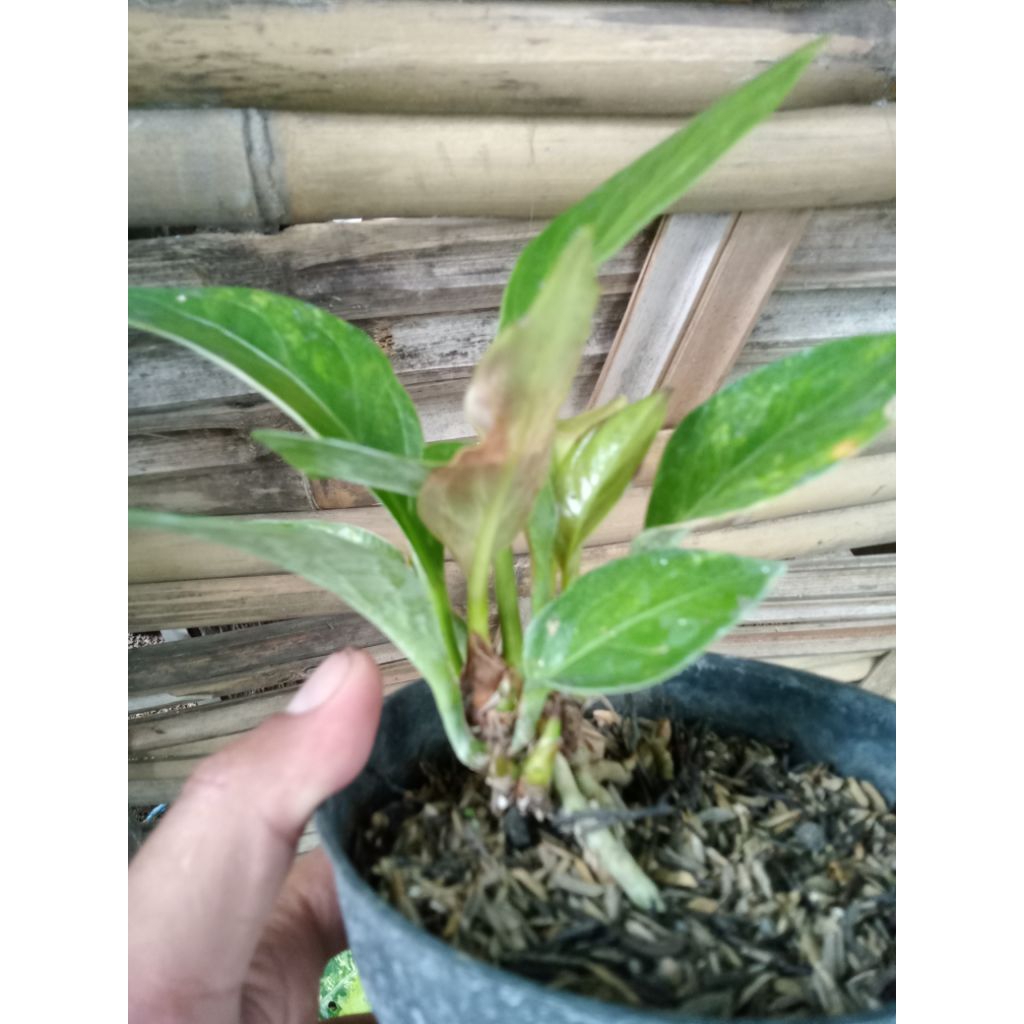 Anthurium jemani tanduk (Rumpun)