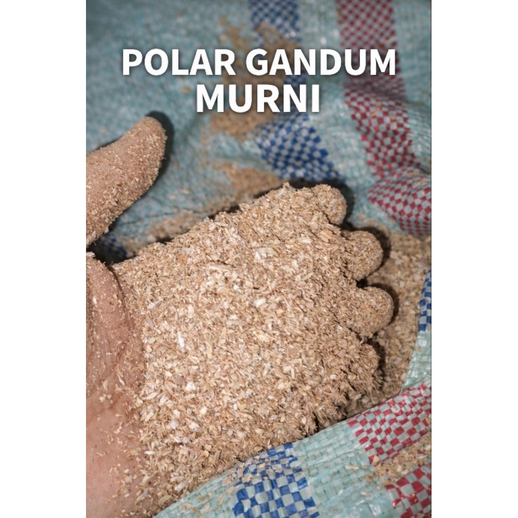 POLAR GANDUM MURNI PAKAN TERNAK 1KG