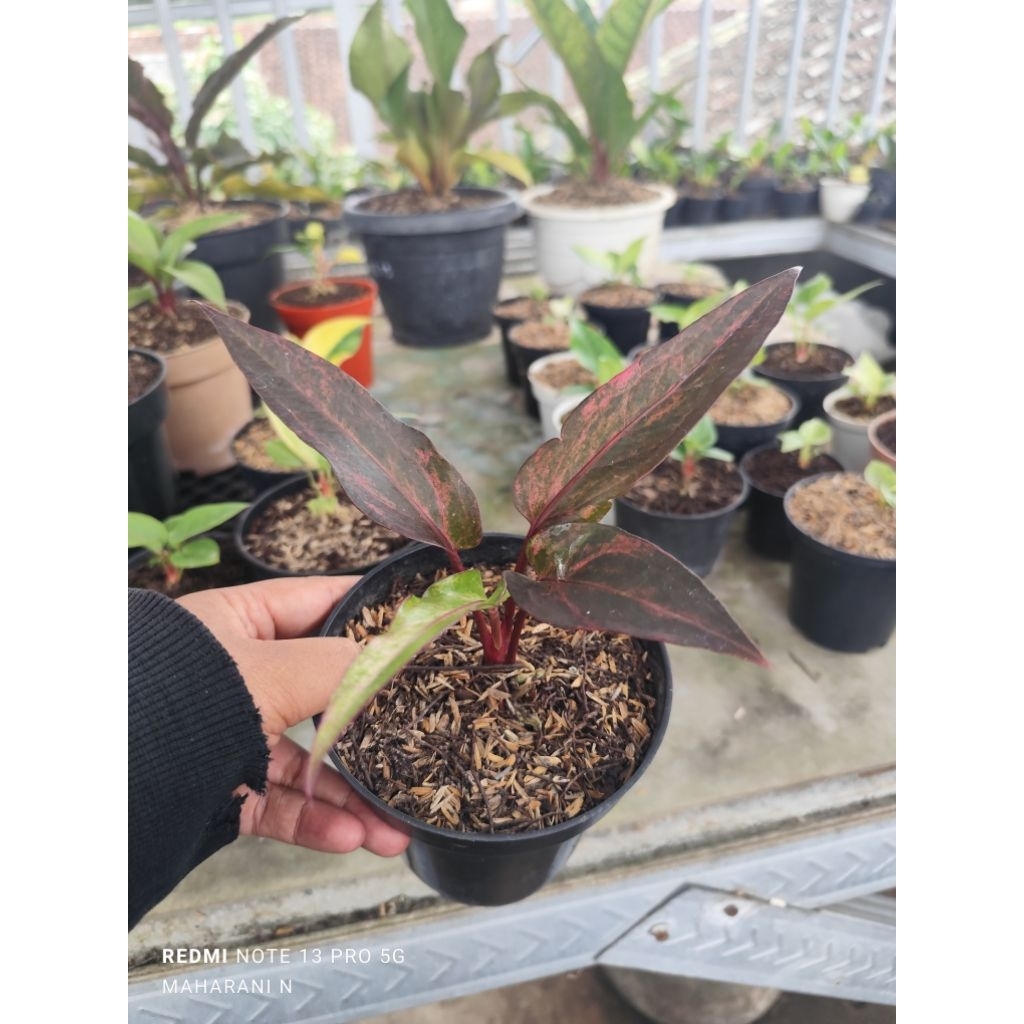 paket hokery black purple dan jemani mangkok super cekung