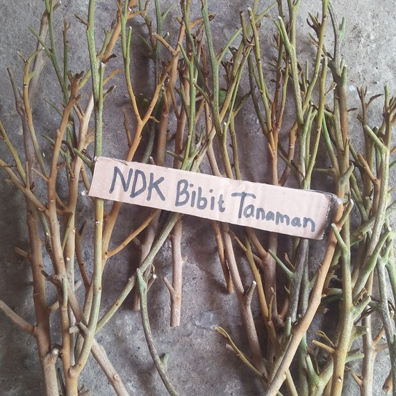 Entres / Batang Segar Kelengkeng Puangray