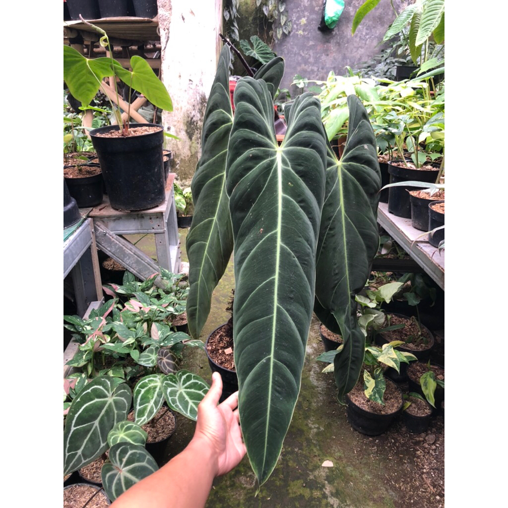 Tanaman Hias Philodendron Melanochrysum Narrow/Melano Narrow