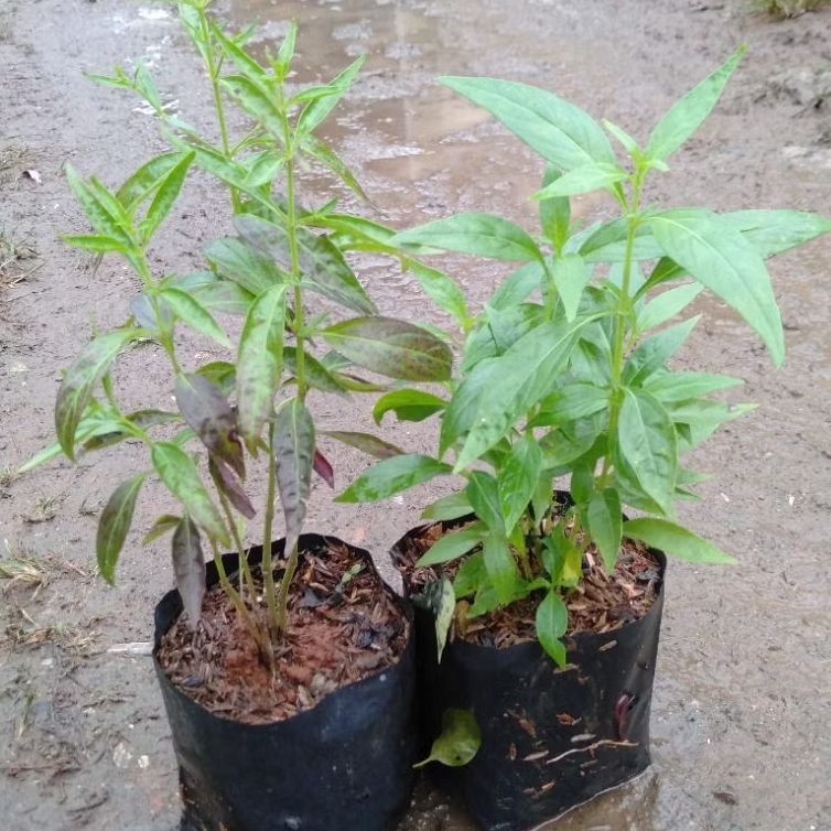 Bibit sambiloto Bibit Tanaman Herbal sambiloto, daun sambiloto