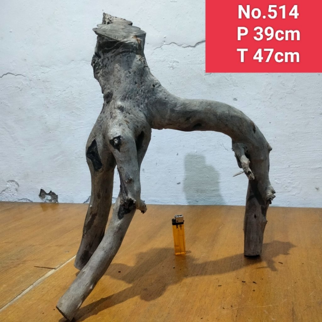 bonggolan akar santigi laut akar dekorasi aquarium aquascape 514