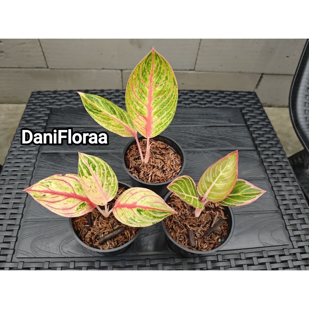 Paket Anakan Aglaonema Goliath/Esmeralda Golden/Minion