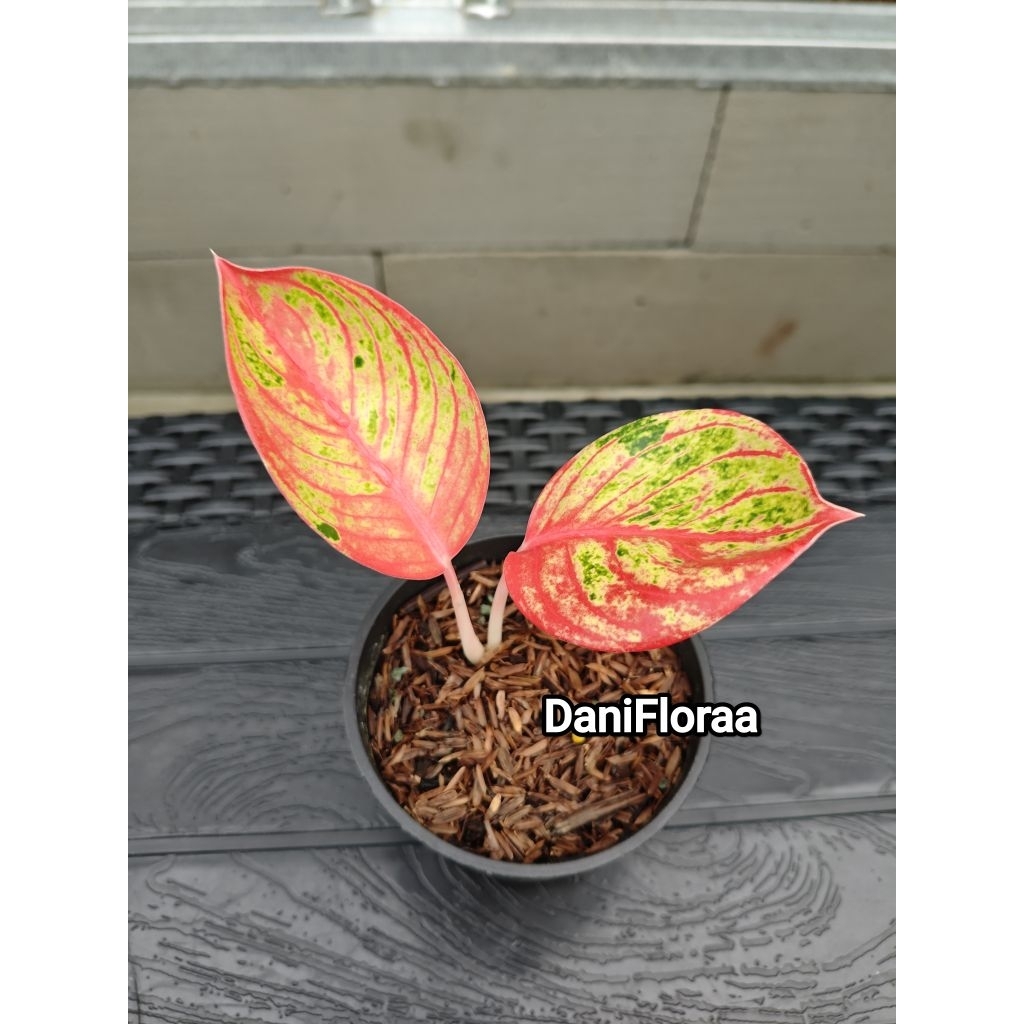Aglaonema Goliath Super Red