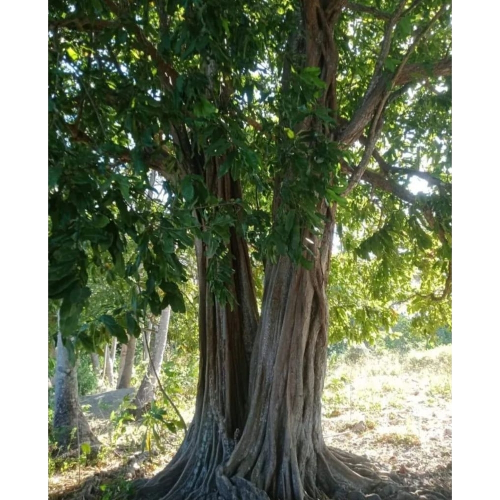 Bibit Pohon gayam (Inocarpus fagiferus) tanaman peneduh, akar kuat anti longsor, buah kaya manfaat s