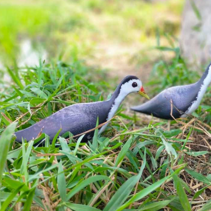 jontrot boneka burung ruak-ruak mirip asli ampuh
