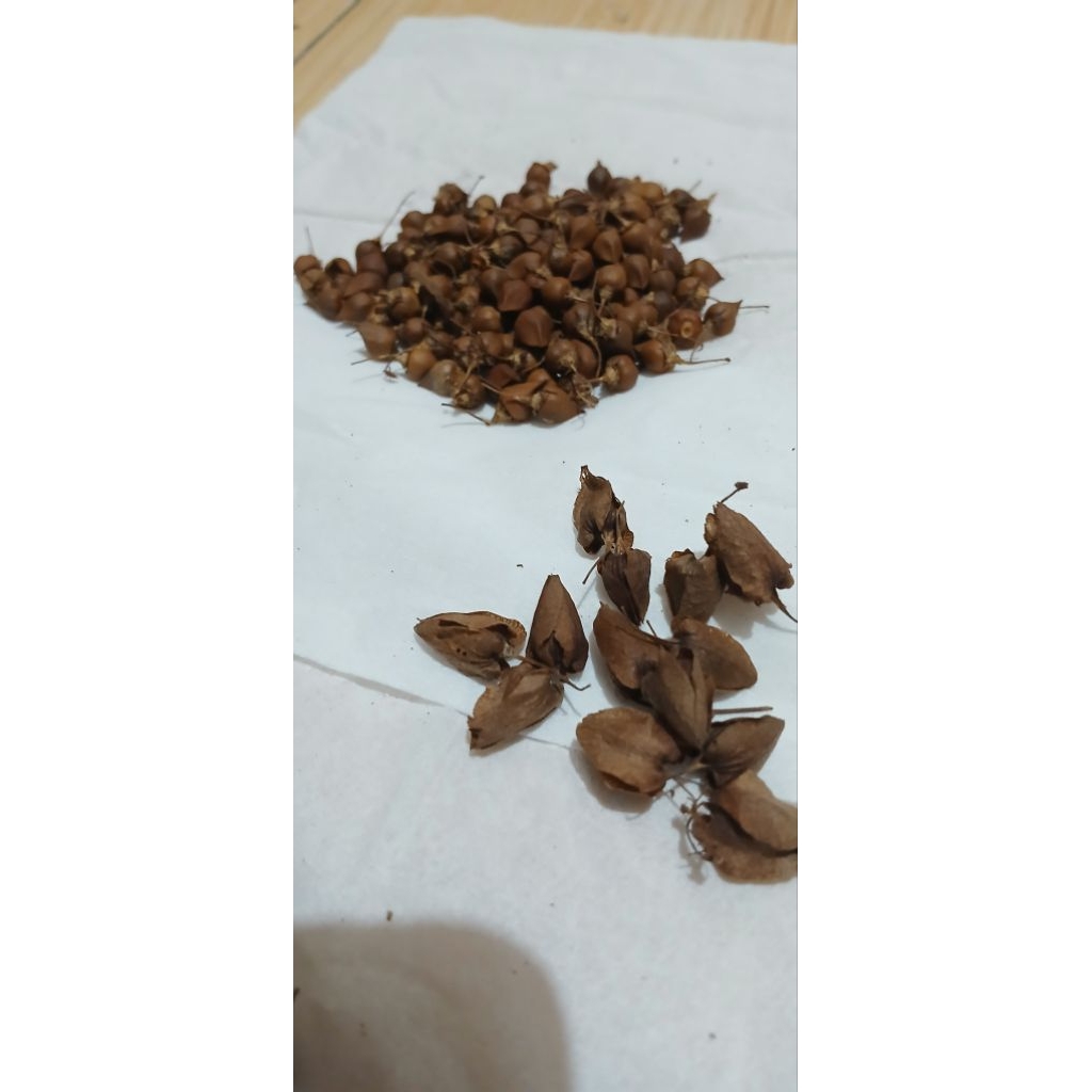 Biji Bunga AMP Pink dan Putih