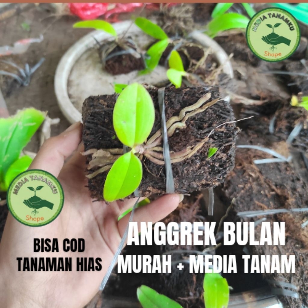 PROMO TANAMAN HIAS ANGGREK BULAN HIDUP + MEDIA TANAM PAKIS LEMPENG