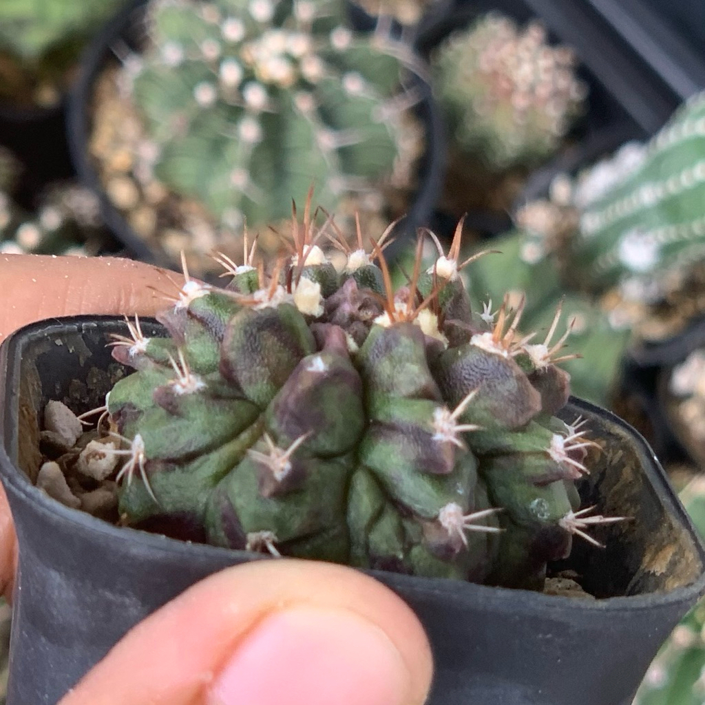 gymnocalycium trex hybrid tseries kaktus gymno miha mihanovichii fukuryu hias cluster tanaman hidup 