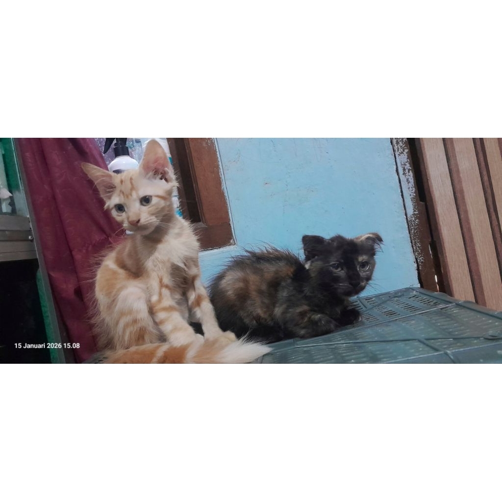 kucing dan kitten ras , anakan kucing , hewan peliharaan, kitten