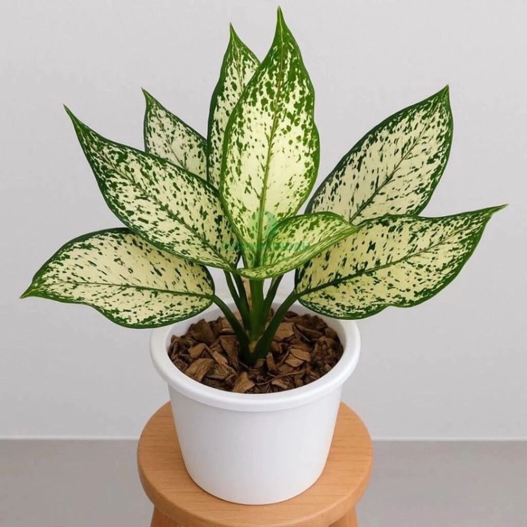 tanaman hias aglonema snow white - pohon aglonema snow white - aglonema snow white