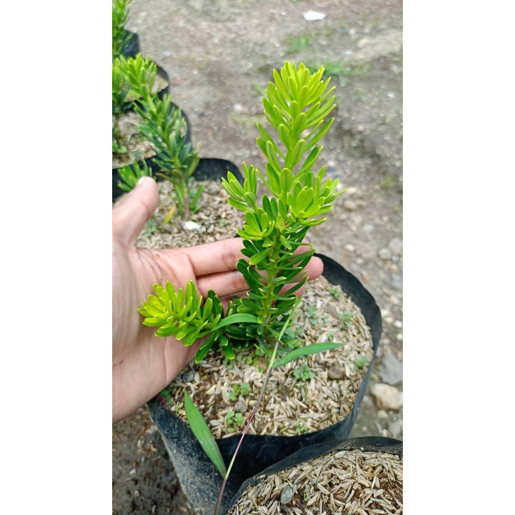 BIBIT BONSAI LOHANSUNG CINCUAN ORI 100 %