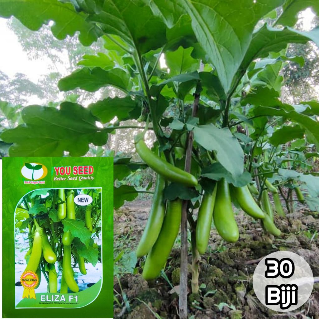 30 Biji Benih Terong Eliza F1 | Benih Terong Hijau Eliza F1