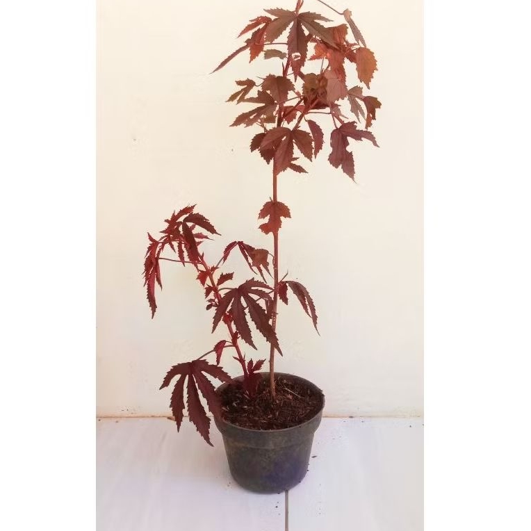Red Panama/bahan bonsai red Panama/dekorasi halaman