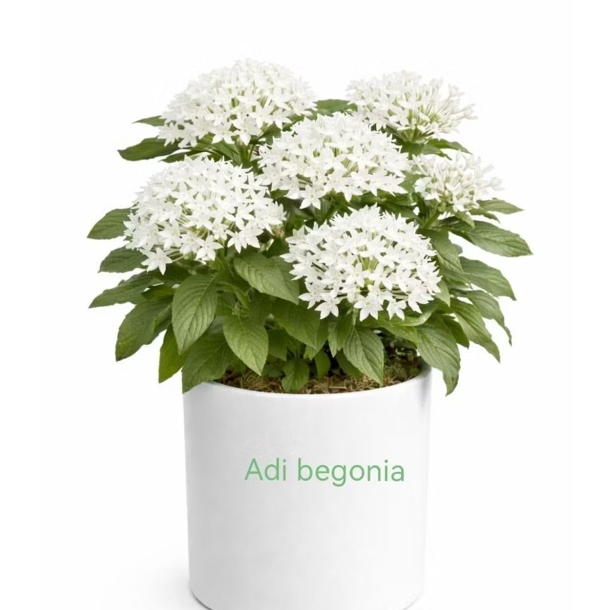 Pentas putih tanaman hias lanceolata sudah berbunga pot 17-20cm