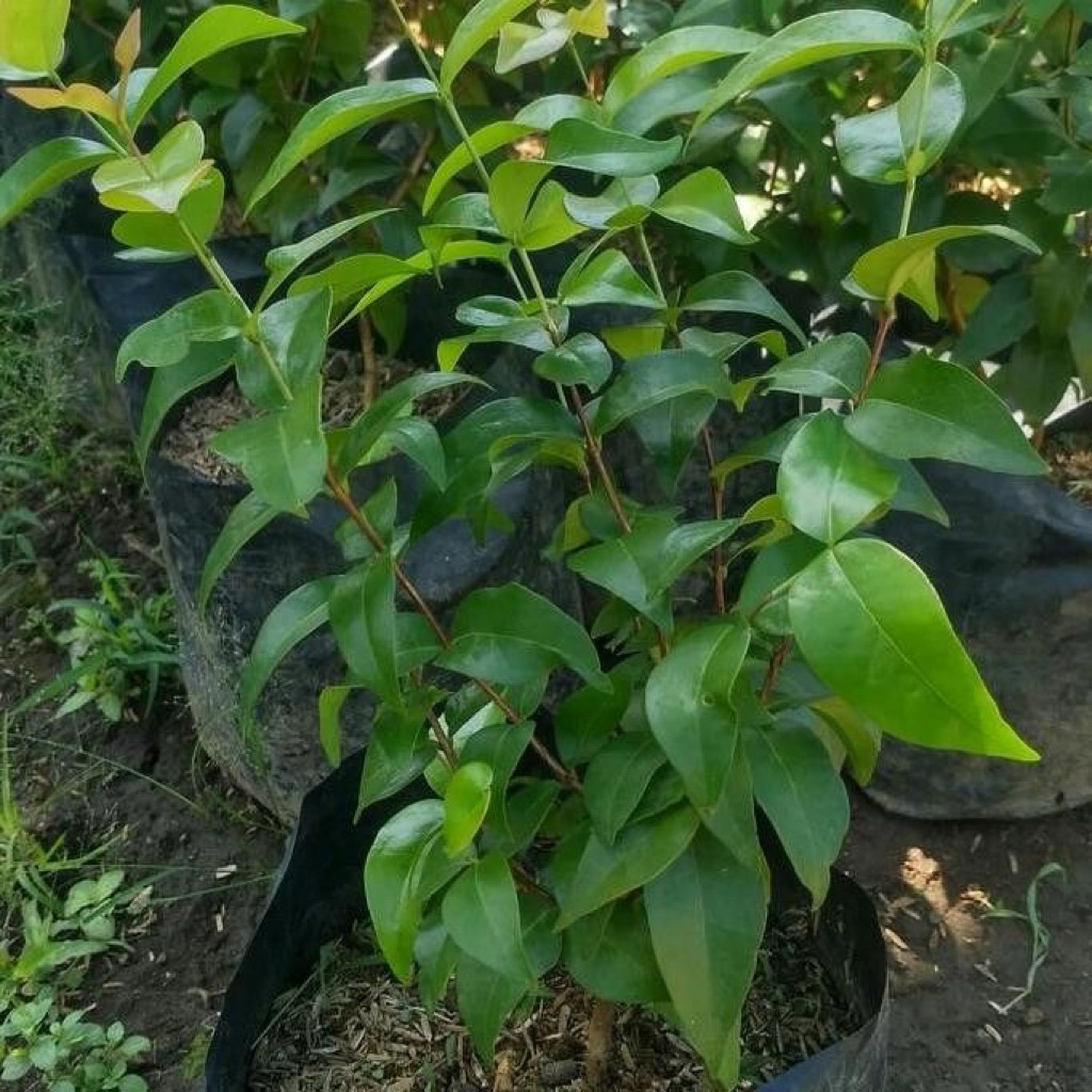 Dewandaru Ukuran Besar Premium Tanaman Hias dan Koleksi Bernilai Tinggi Berdaun Rimbun Tampil Elegan