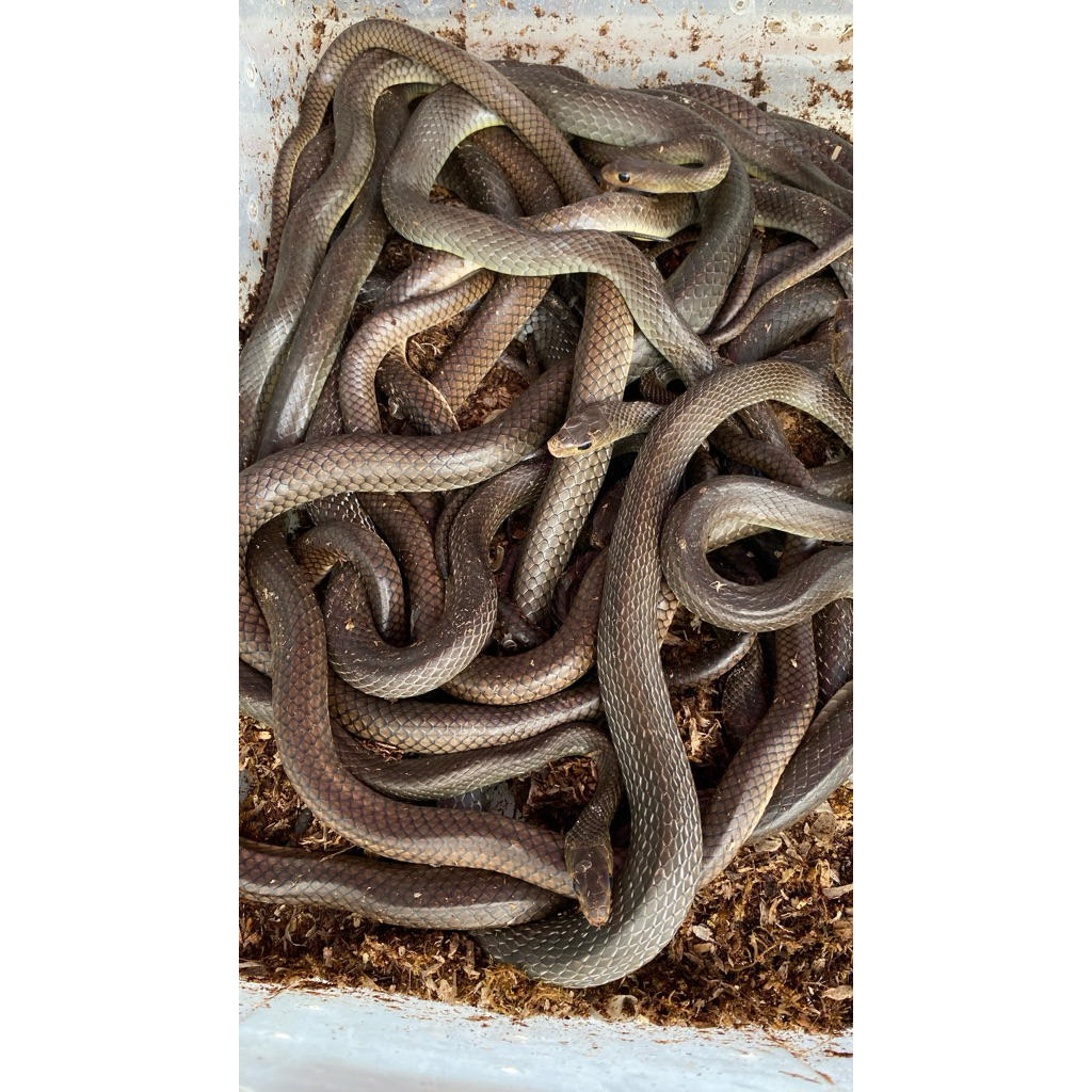 BELUT SAWAH PTYAS KORROS