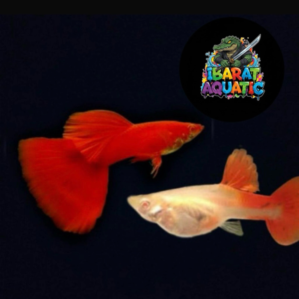Hiasan aquascape Guppy Afr Big Dorsal