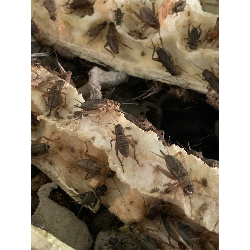 telur jangkrik alam 1kg