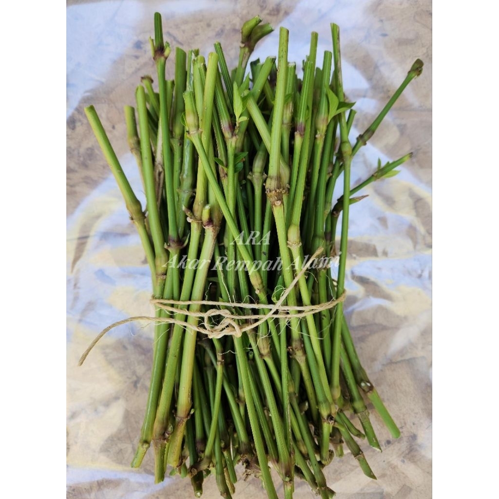 60 Bibit Melada Bahan Sambung Kemukus Lada+ Bonus/Melada lokal bahan sambung