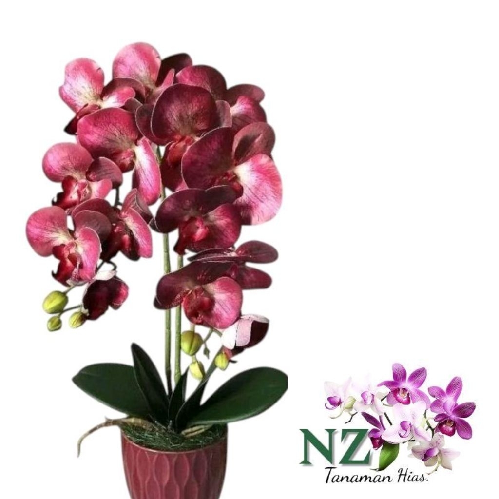 Tanaman Hias Anggrek Dendrobium Bunga Merah Ati - Anggrek Dendrobium Bunga Merah Ati