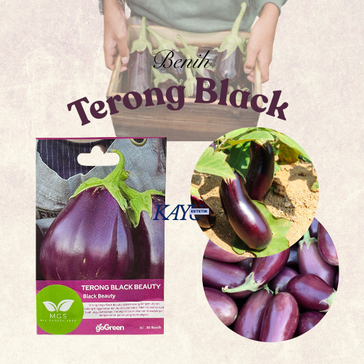 Benih Terong/Benih Terong Black Beauty/Benih Murah