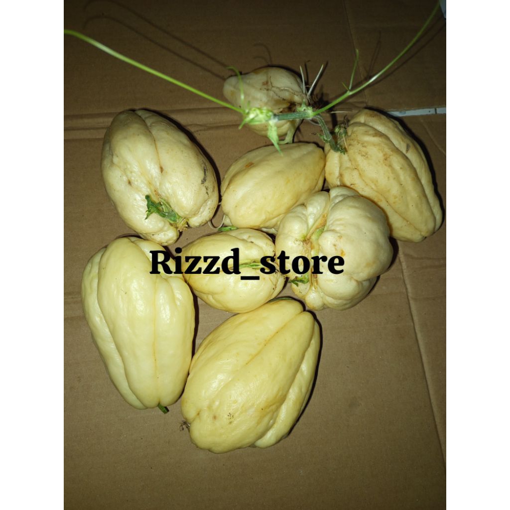 benih labu Siam putih 2pcs