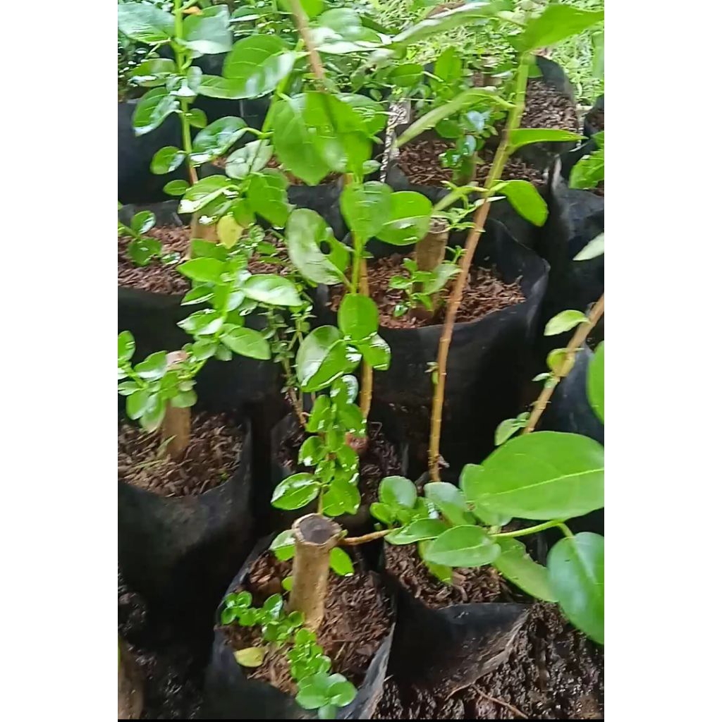 Bibit pohon sancang Bahan bonsai sancang