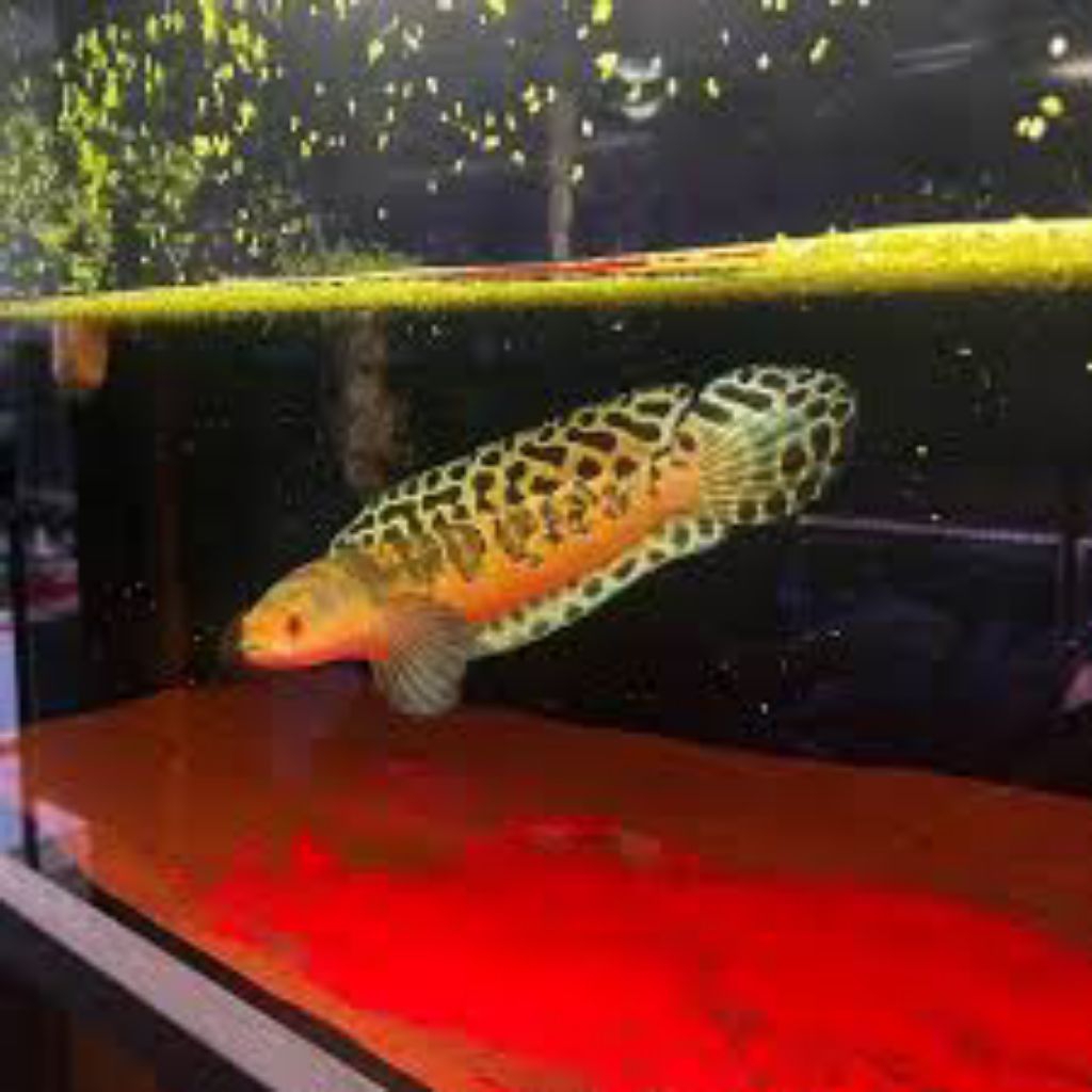 Channa Maru YS BATIK 6-18cm