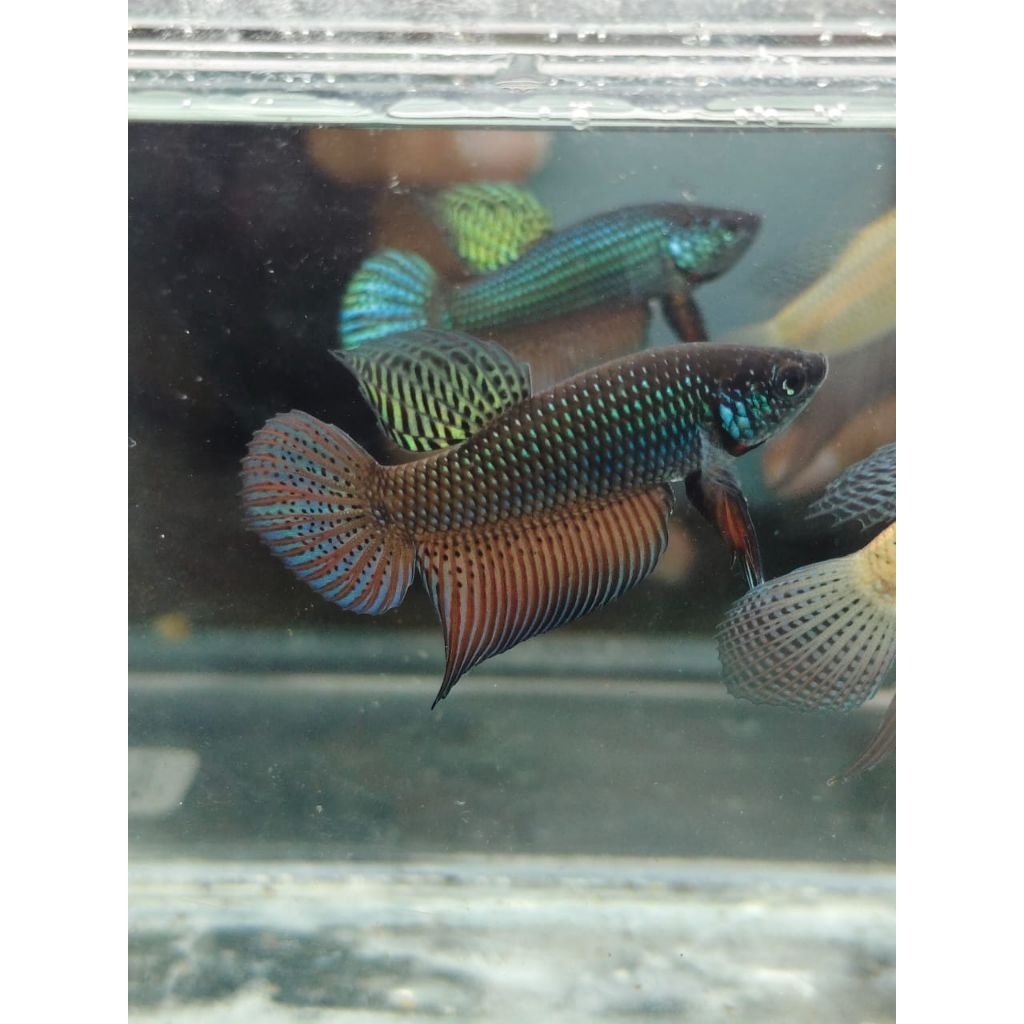 Wild Betta Smaragdina Guitar