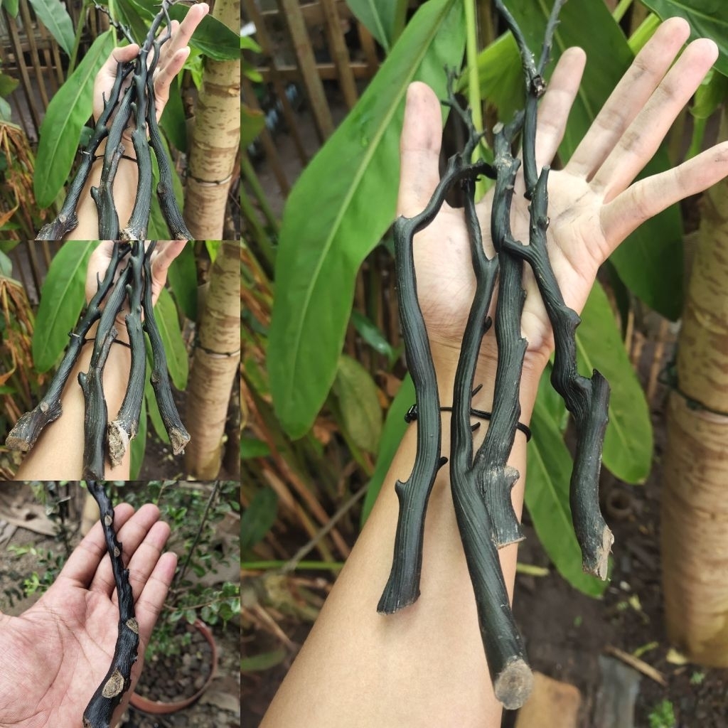 Akar Bahar Hitam Asli dengan Bahan Batangan Berkualitas