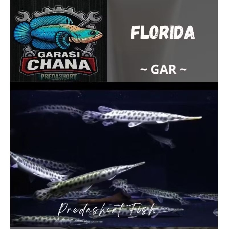 koleksi Florida Gar berkualitas bergaransi
