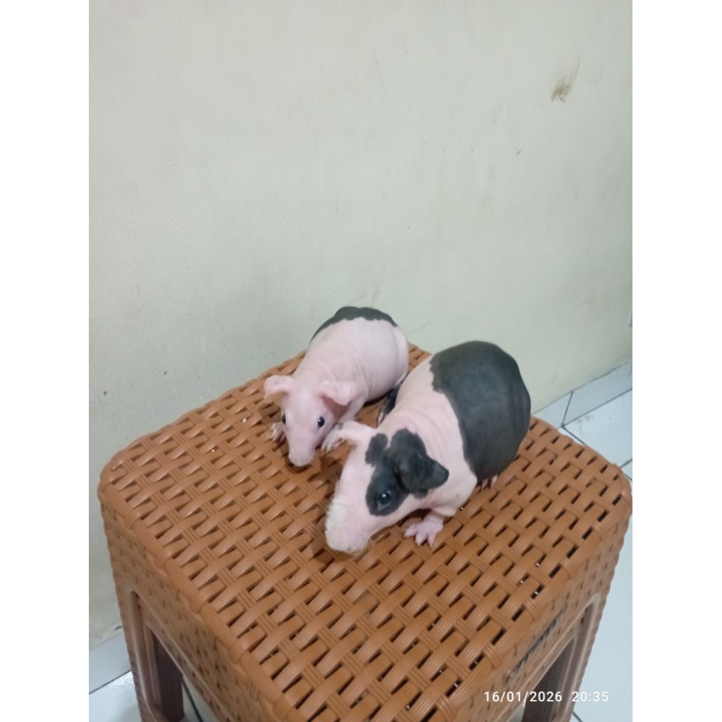 Marmut skinny sepasang