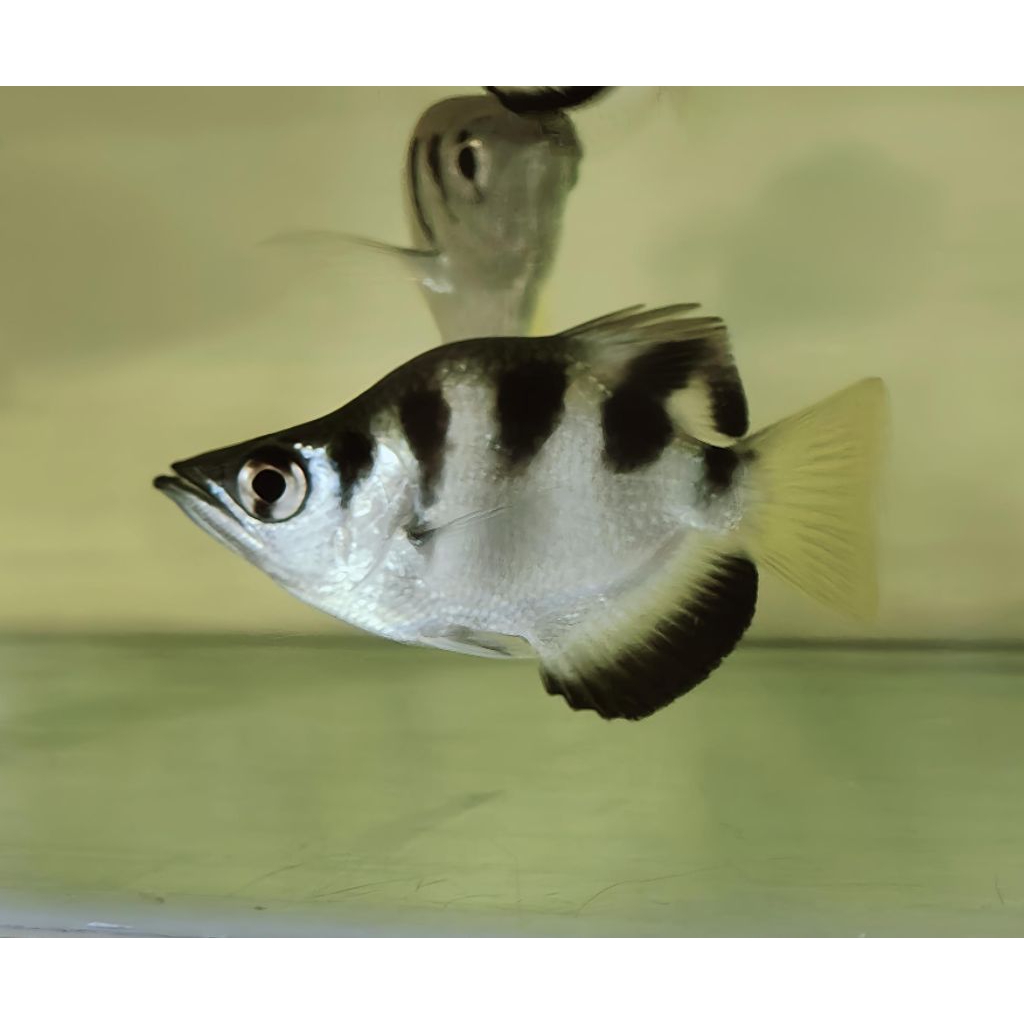 Archer Fish Short Body unik