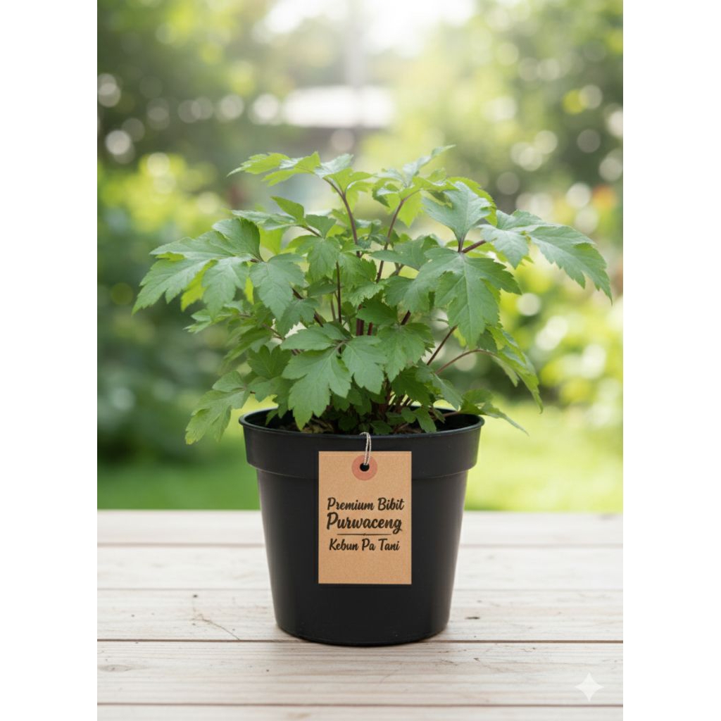 Tanaman Herbal Purwaceng / Suripandak Abang / Antanan Gunung / Gebangan Depok