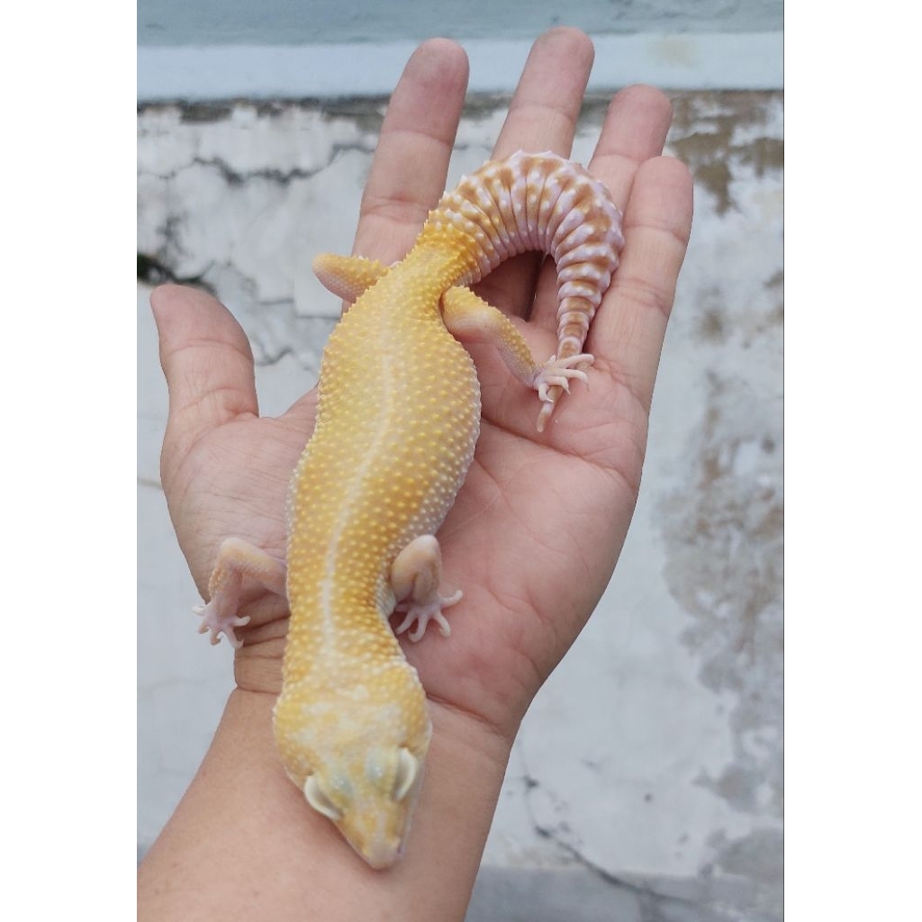 (5) GECKO LEOPARD DEWASA, INDUKAN, BETINA