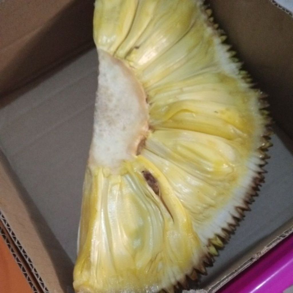 Buah Nangka Nongko manis matang