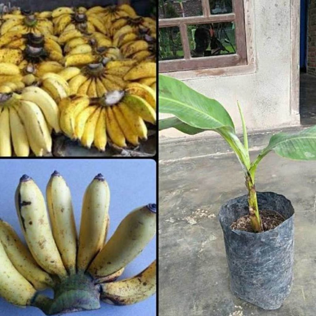 bibit pisang raja, bibit tanaman pisang raja.