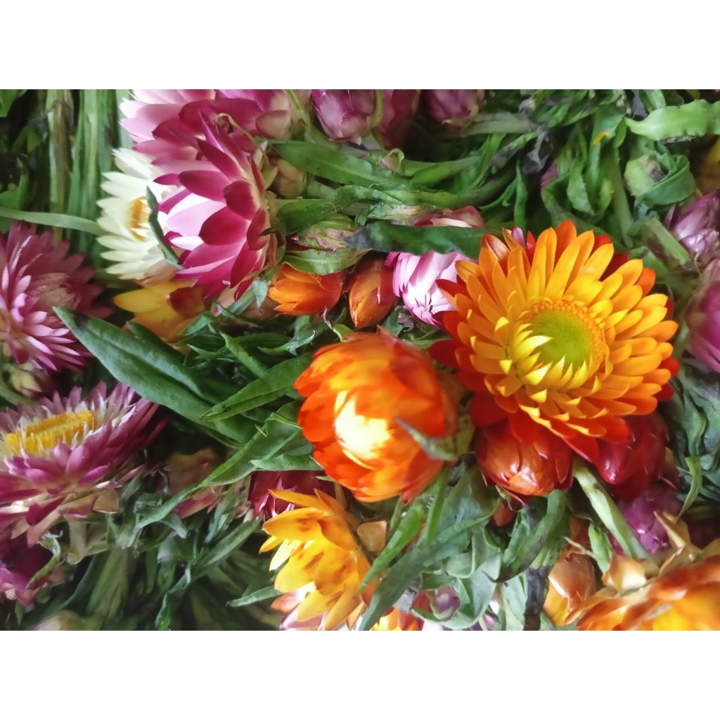 bunga kurulu/bunga kurulu Wamena/ bunga kurulu asli Wamena