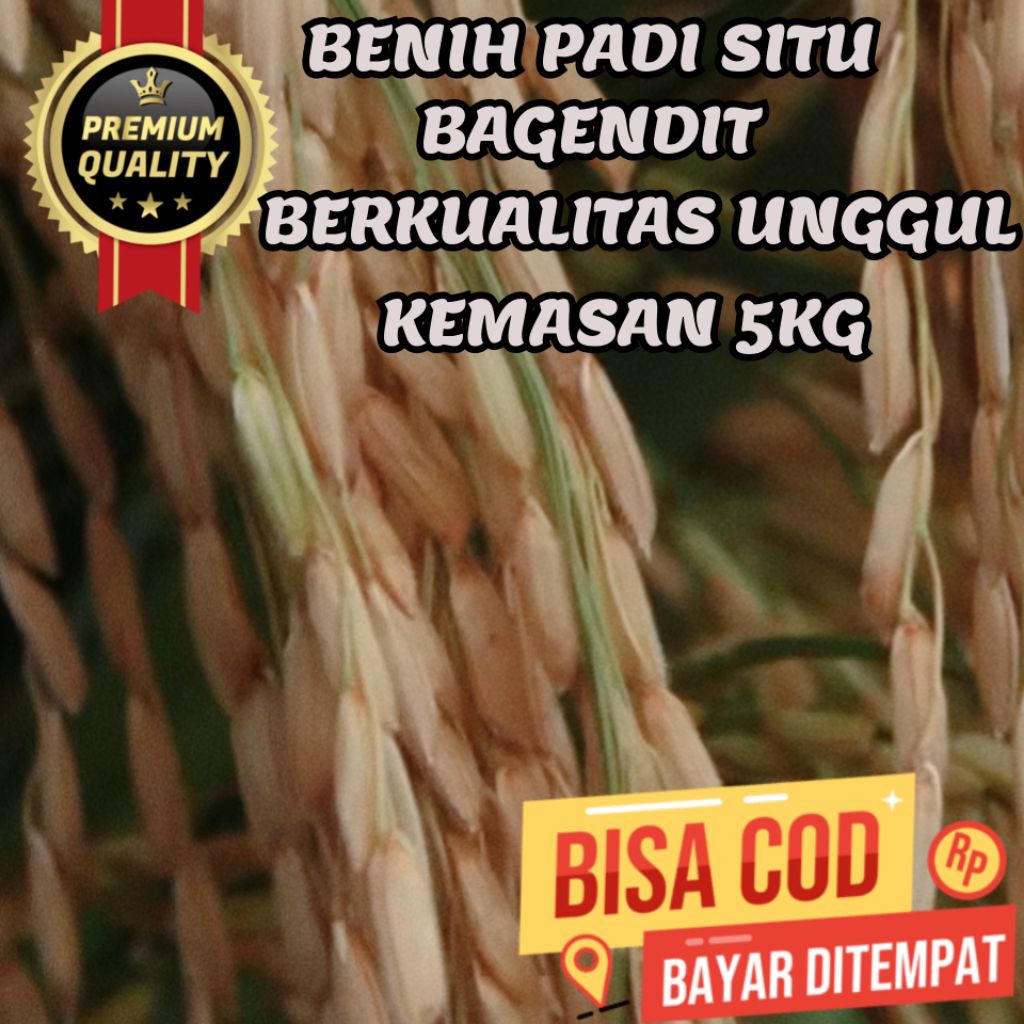 BENIH PADI SITU BAGENDIT,KUALITAS UNGGUL,KEMASAN 5KG