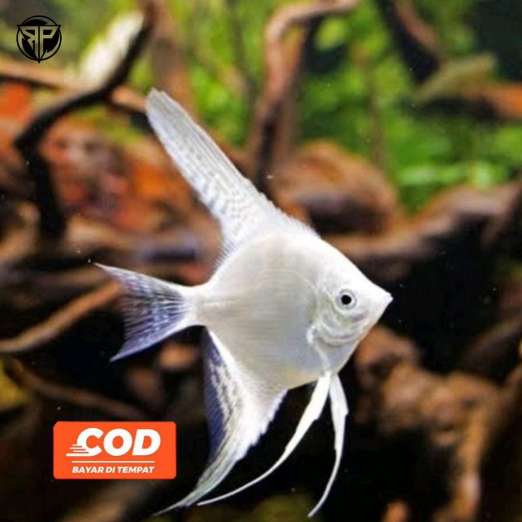 Ikan Manfish Platinum Ikan Hias Aquarium Air Tawar Ikan Layar