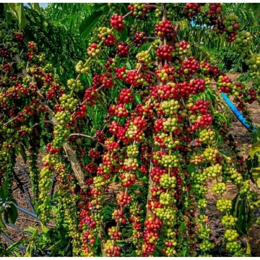 bibit kopi arabica Ateng super unggul per 30 bibit