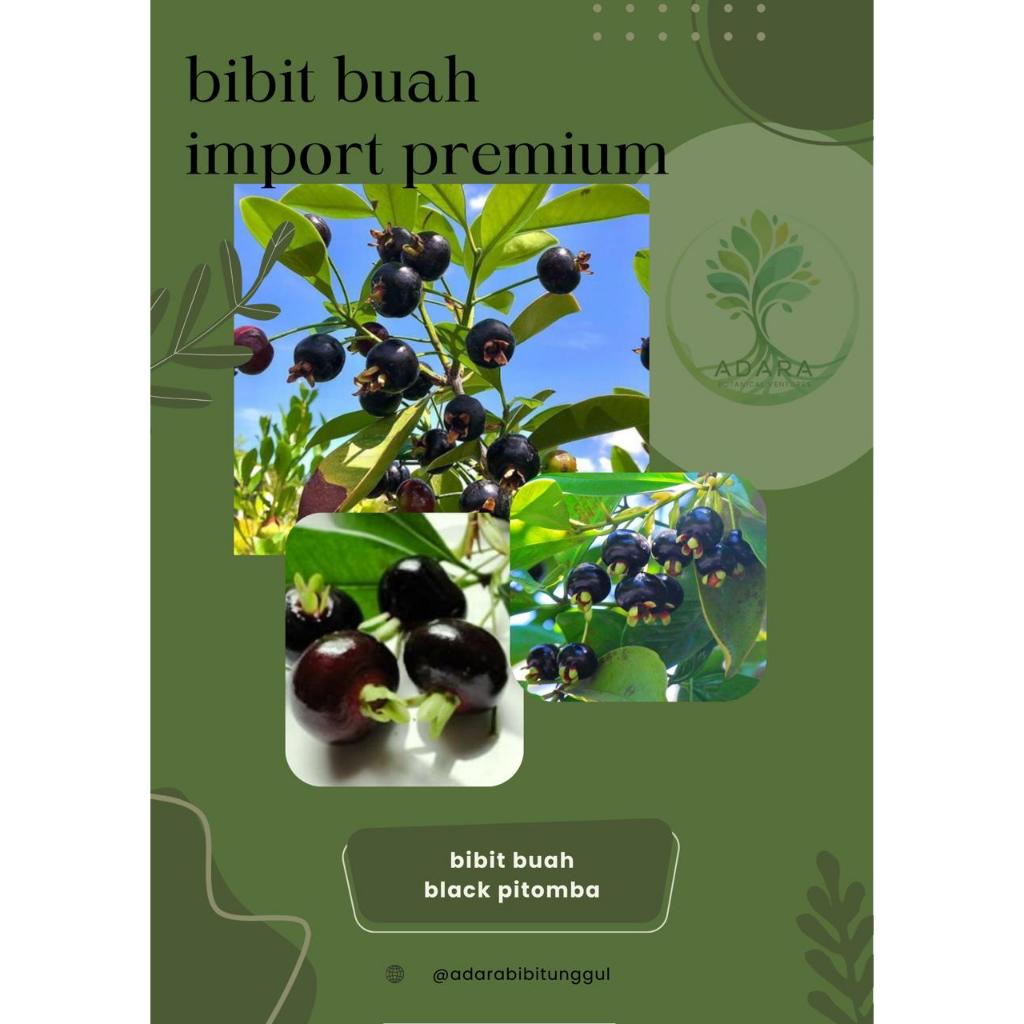 Bibit Tanaman Buah Black Pitomba / Grumichama Cherry