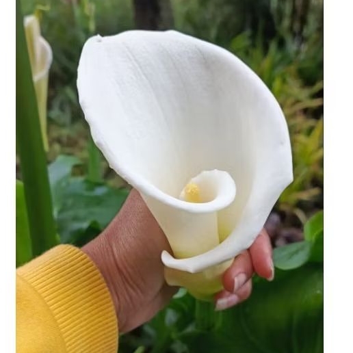 Cottunbud Prakarya anak TK