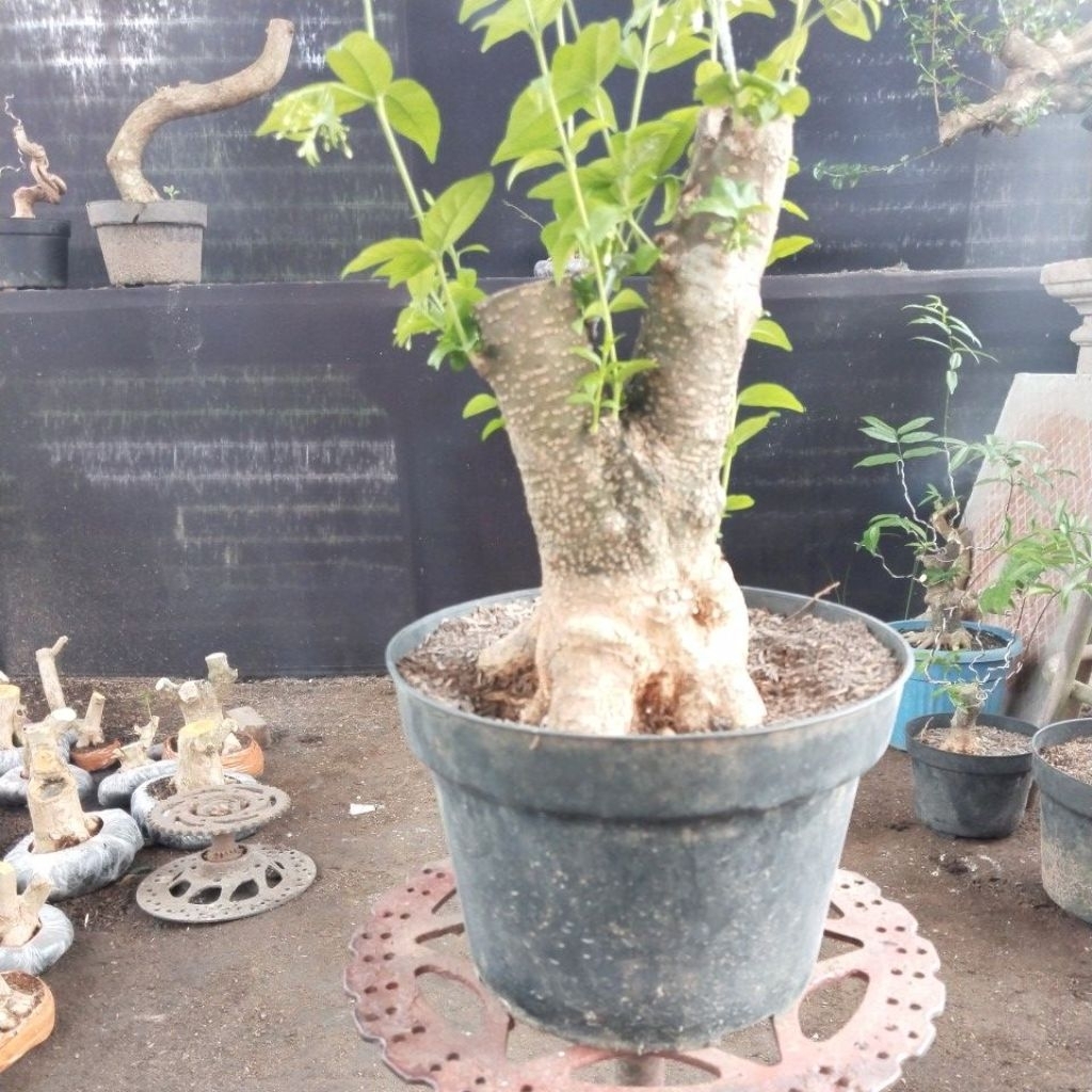 Bahan Bonsai Anting Putri - Anting Putri, Bonsai Anting Putri, Anput Bonsai